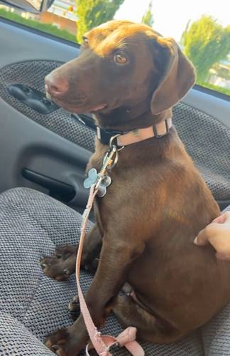 Brownie