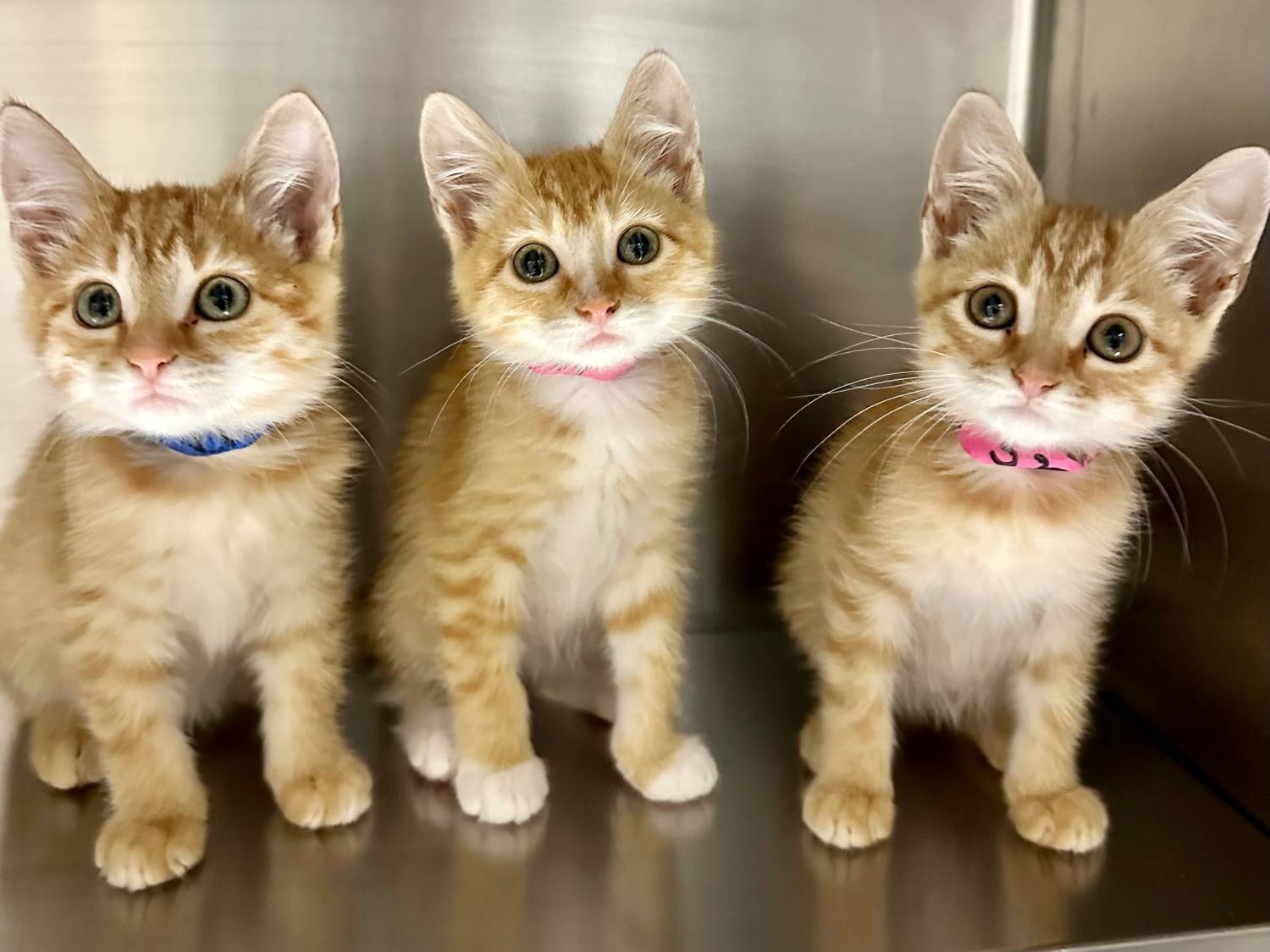 Benefits Of Fostering