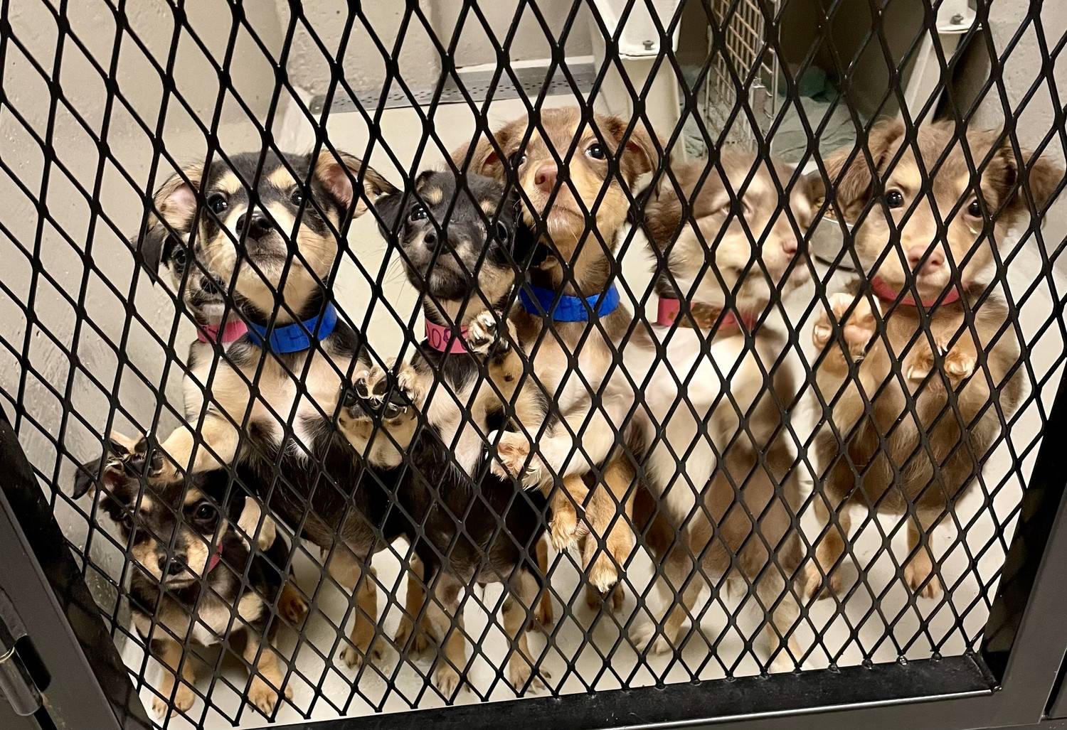 My Last Litter