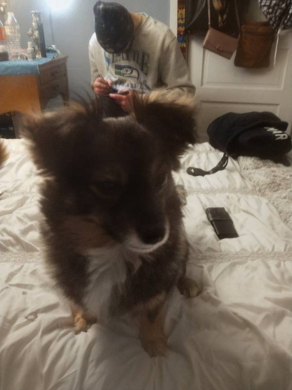 Monkey