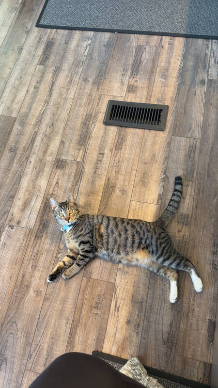 CLEO