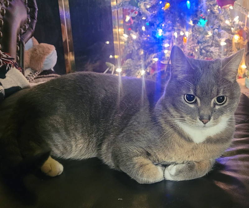 Moe