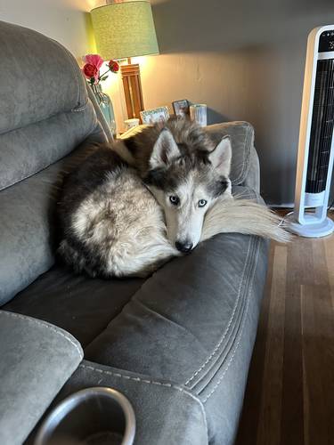 Apollo / Pollo