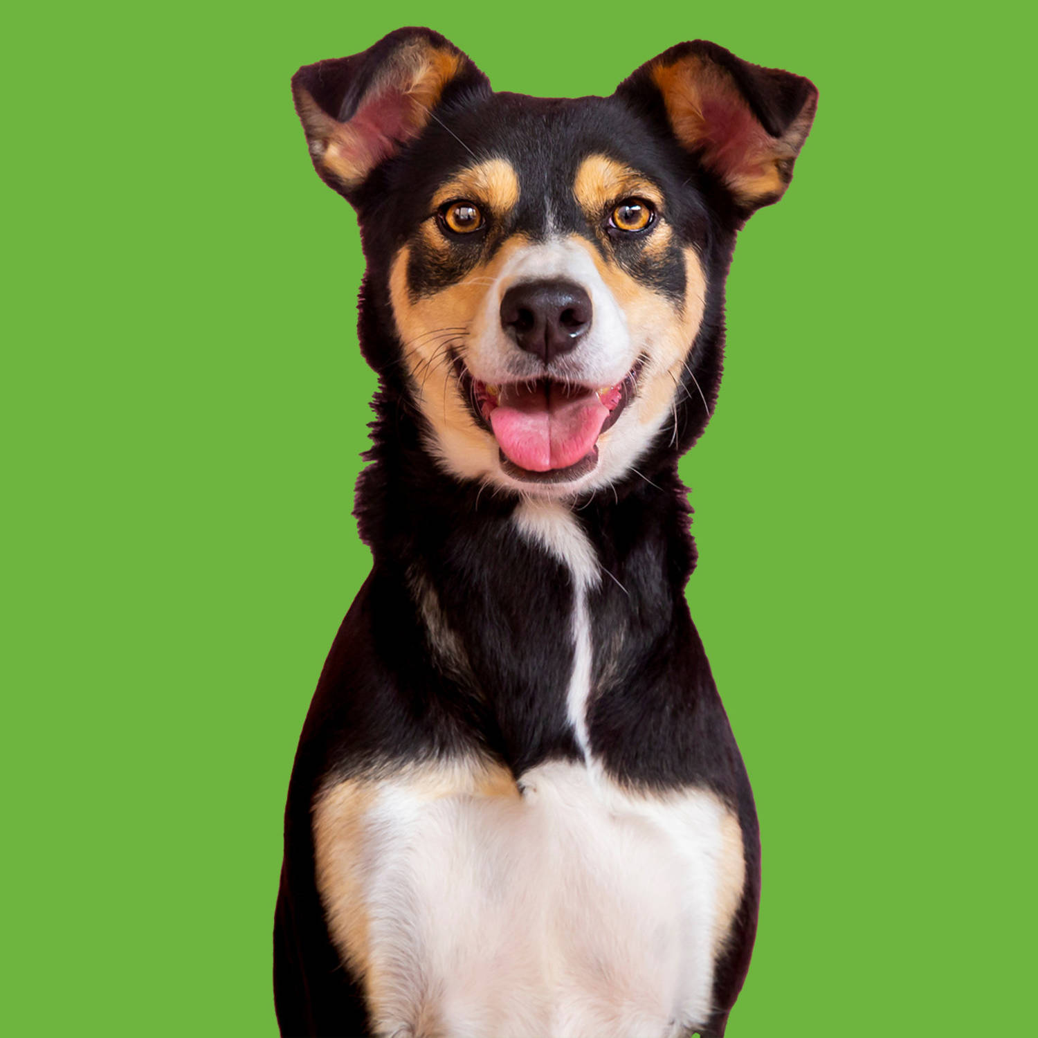 How to Adopt a Pet