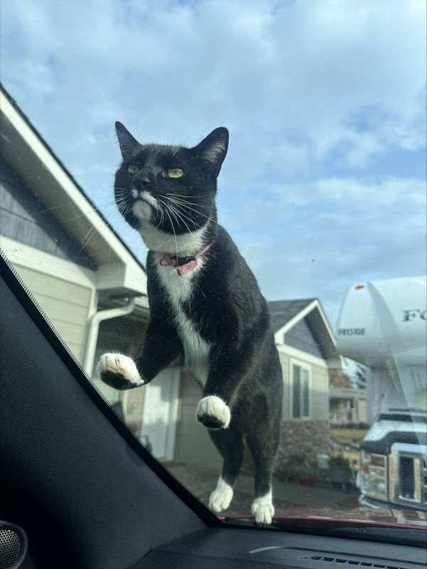 Tazer