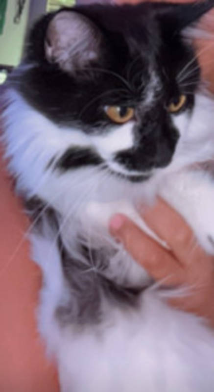 Kitten