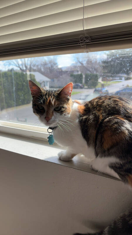 Willow