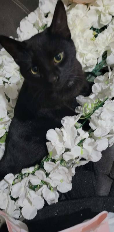 Binx