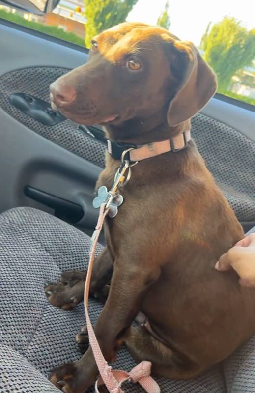 Brownie