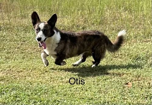 Otis