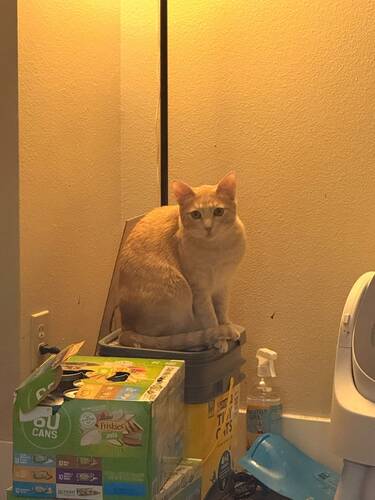 Simba