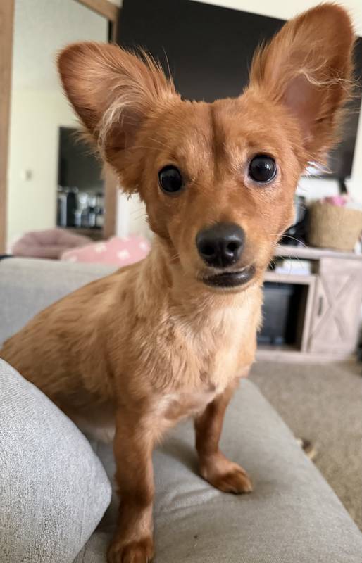 Penny 
