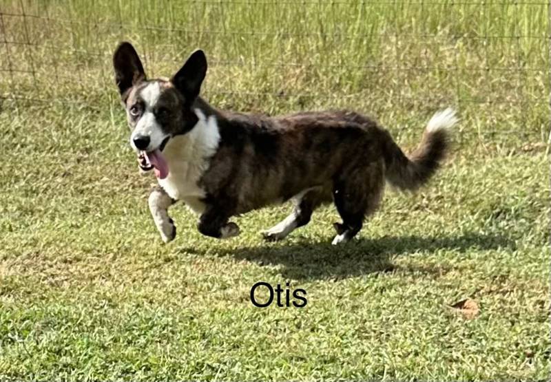 Otis