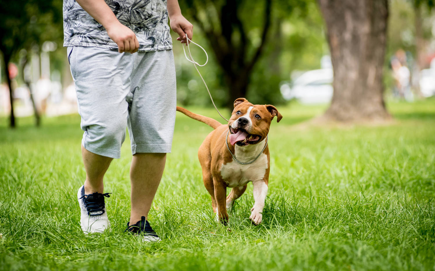 Yakima City Pet Licensing Fees