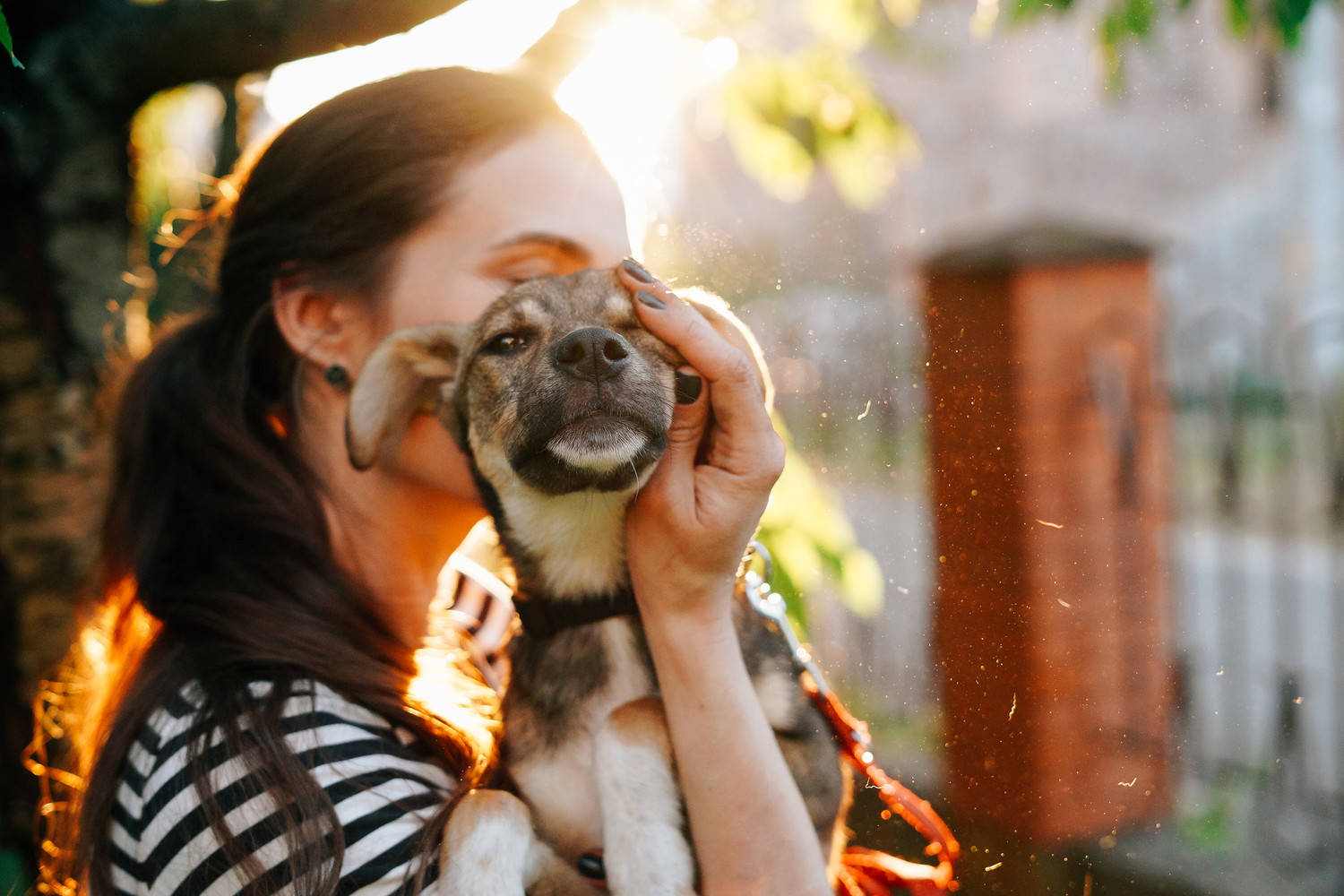 surrendered pet