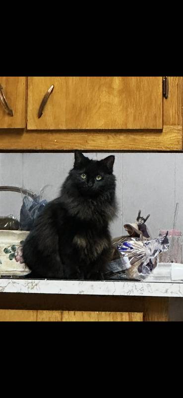 Calcifer (Cali)