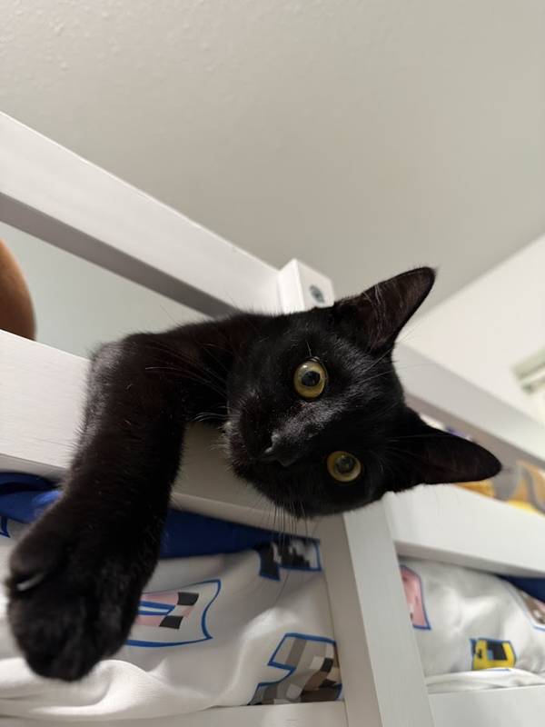 Toothless