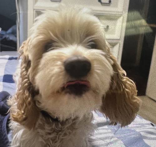 Charlie