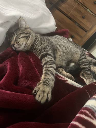 Frankie