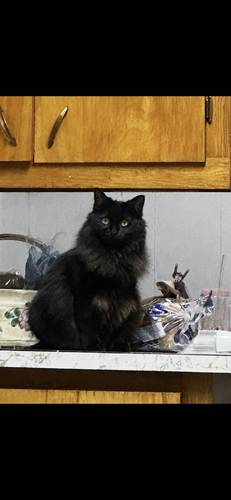 Calcifer (Cali)