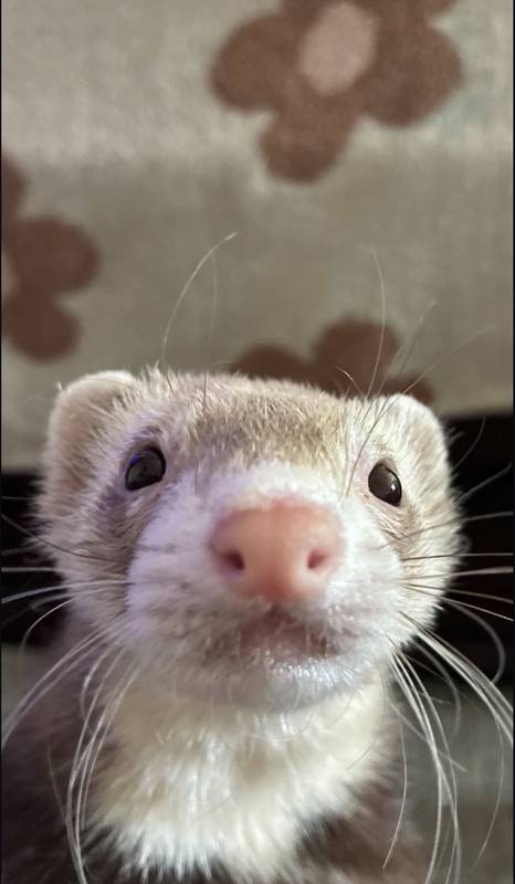 Rex 
