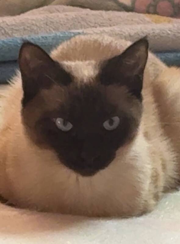 Stormy but we just call her cat 