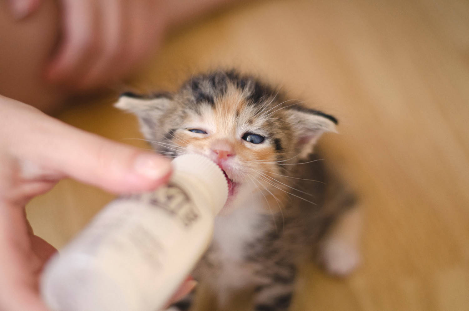 Community Cat Fund