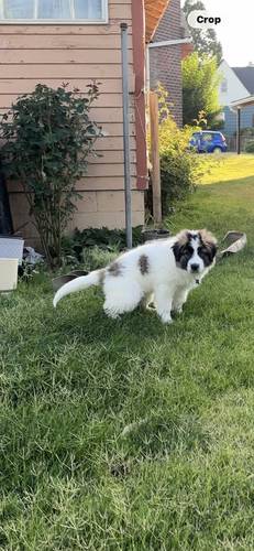 Zorro