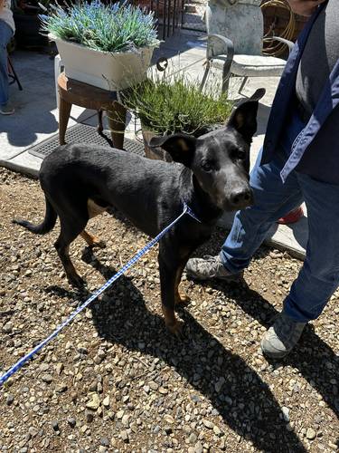 N/A (we’ve been calling him Dobby) 