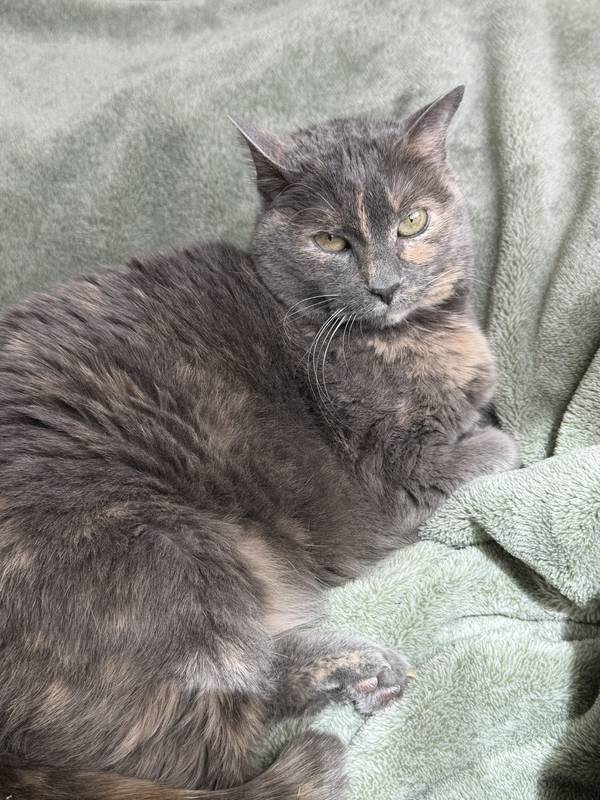 Gams