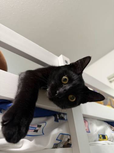 Toothless