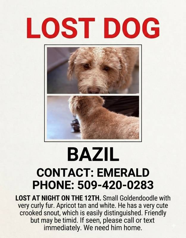 Bazil Buddy