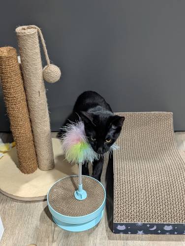 Bagheera