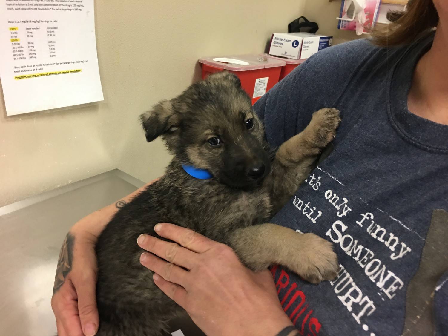 Lost & Found Pets